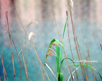 Reeds-04 8"x10" Fine Art Wall Decor Photograph For Modern Cafe Bar Pub Hotel Restaurant Nursey Home Office