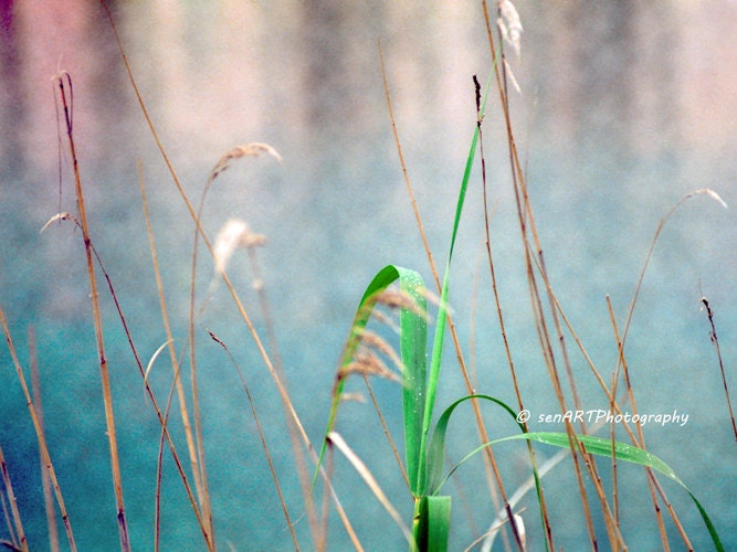 Reeds-04 8"x10" Fine Art Wall Decor Photograph For Modern Cafe Bar Pub Hotel Restaurant Nursey Home Office