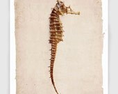 Sea Horse Print - Shabby Chic Beach Cottage Nautical Decor Natural History Seahorse Antique Art Print - 8x10 Vintage Look Fine Art Print