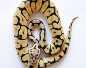 Snake Photography - Reptile Art - Bumblebee Ball Python - 8x10 Fine Art Photo Print