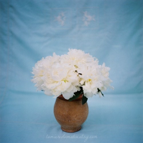 Hasselblad photograph - Ivory and blue -  fine art film print 8 x 8