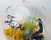 Hanging glass orb terrarium with air plant, sea fan, and yellow reindeer moss