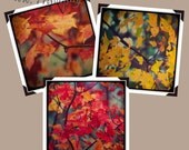 Photography Collection set of 3 Autumn Foliage home decor large wall art fine art photos 8x8