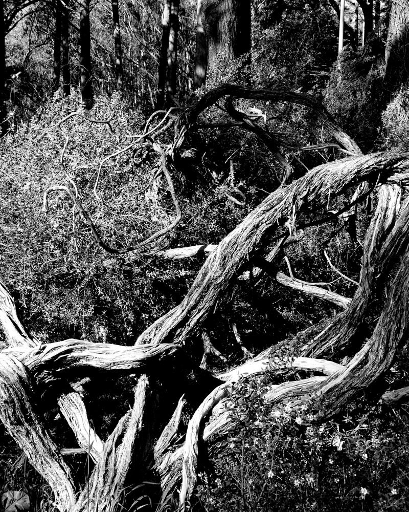 8x10 - In Knots - Black and White Art Print, Nature Photography, Abstract Home Decor, Woodland