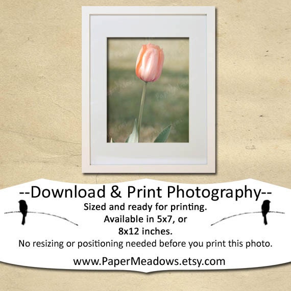 Tulip, Pastel Pink, Soft, Nursery Flower Photo, Spring, Easter Flower Photography Download, Botanical Photo, Single Flower, peachy pink
