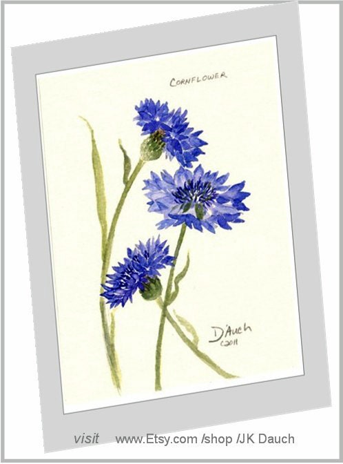 The BLUE CORNFLOWER print - Original Watercolor Painting by Jamie Dauch Michigan artist