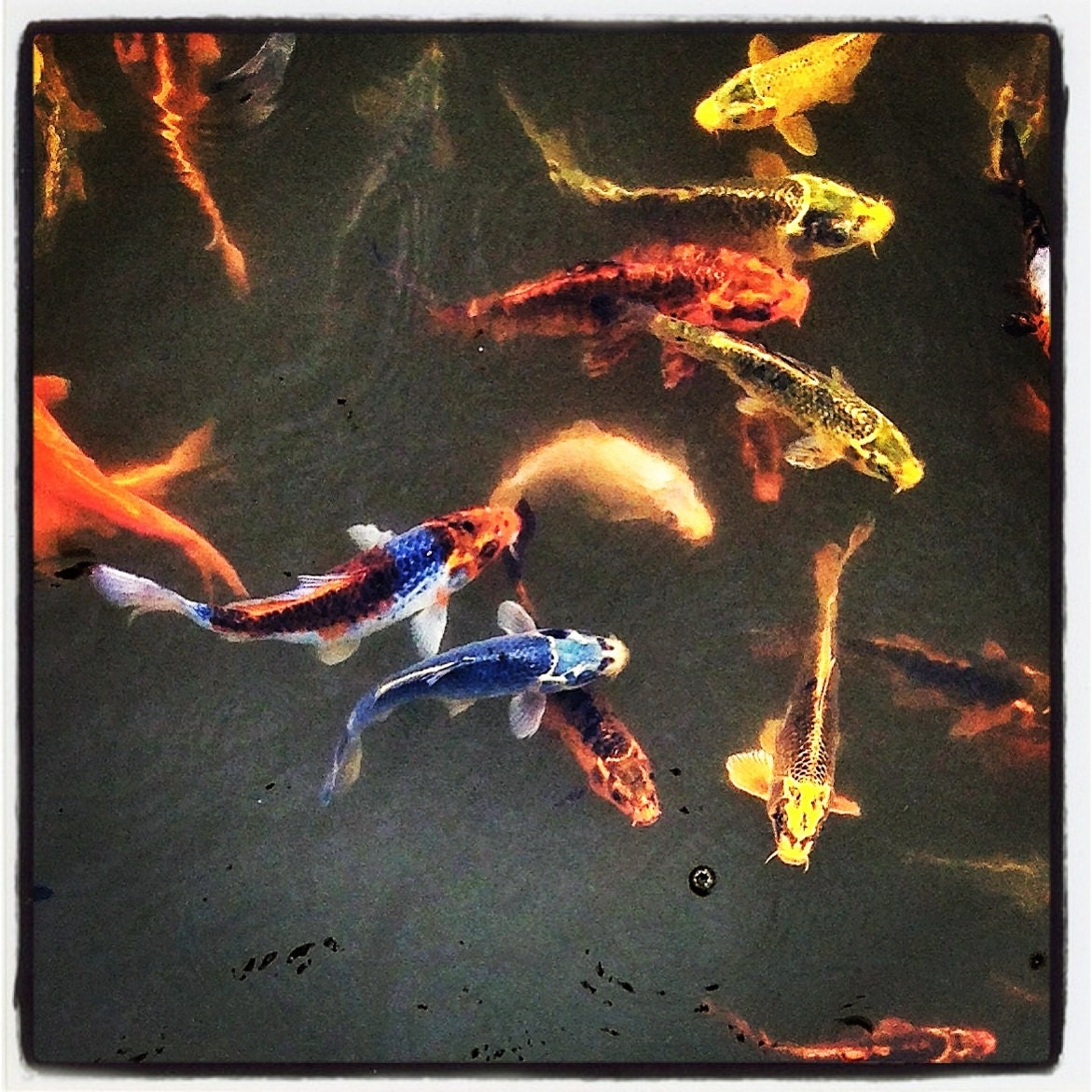 Koi Photography 5x5 Red Orange Colorful Fish Photograph Goldfish Pond Photo Father's Day Fishing