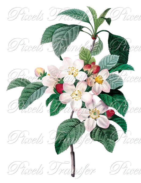 BLOSSOM TREE Digital Downloads, apple tree spring flower tree wedding clipart Redoute 237