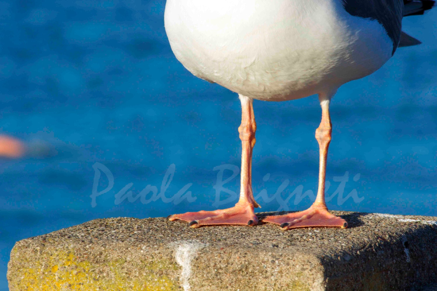Seagull Feet at Aquatic Park in San Francisco - Wildlife - Orange, White, blue, 8x12, Abstract, Macro, Photography
