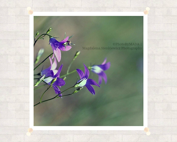Bluebell  8x8 inch (20x20 cm) Nature Photography Flower Fine Art Print - Home decor - Gift Idea - PhotoByMADA