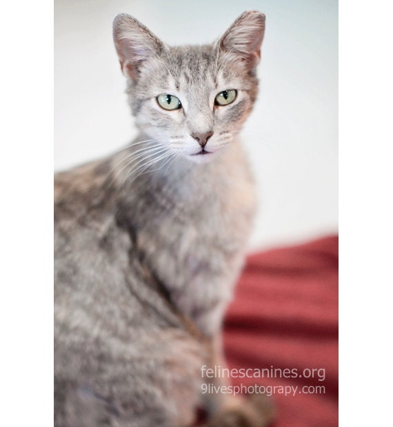 Cat Photography Greeting Note Card Grey Pet Lover Gift