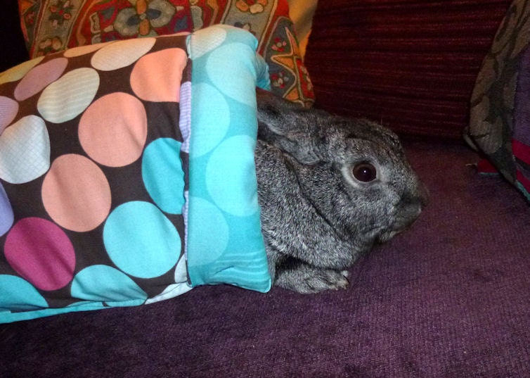 long play tunnel for bunny rabbits cotton 40 inches