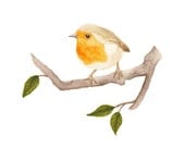 Robin Illustration - Archival Print 8x8