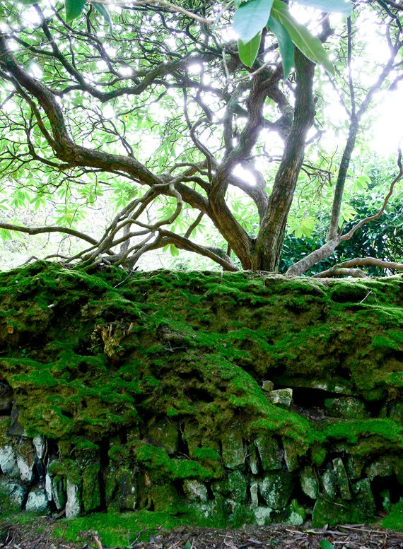 Living Blanket of Moss 8" x 10" - forest nature, tree woodland photography, Dartmoor Devon UK - wall art - rustic fairytale