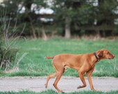 Vizsla Dog 8x10