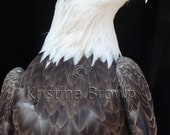 Animal Photography Eagle Photograph Bald Eagle American Wildlife Bird Art Print Photograph 8x12