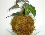 Purple Passion Vine Kokedama - Hanging String Garden Live Plant - Velvet Plant
