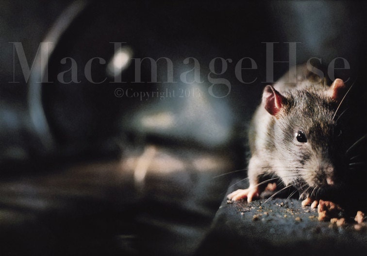 Rats,Rodents,Small Animal,Pet,Fine Art Print,Photography,