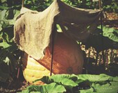 8x10 Whimsical Pumpkin. Nature Photography. Wall Art. Home Decor. Fall. Halloween. Garden. Autumn. Halloween. Photo.