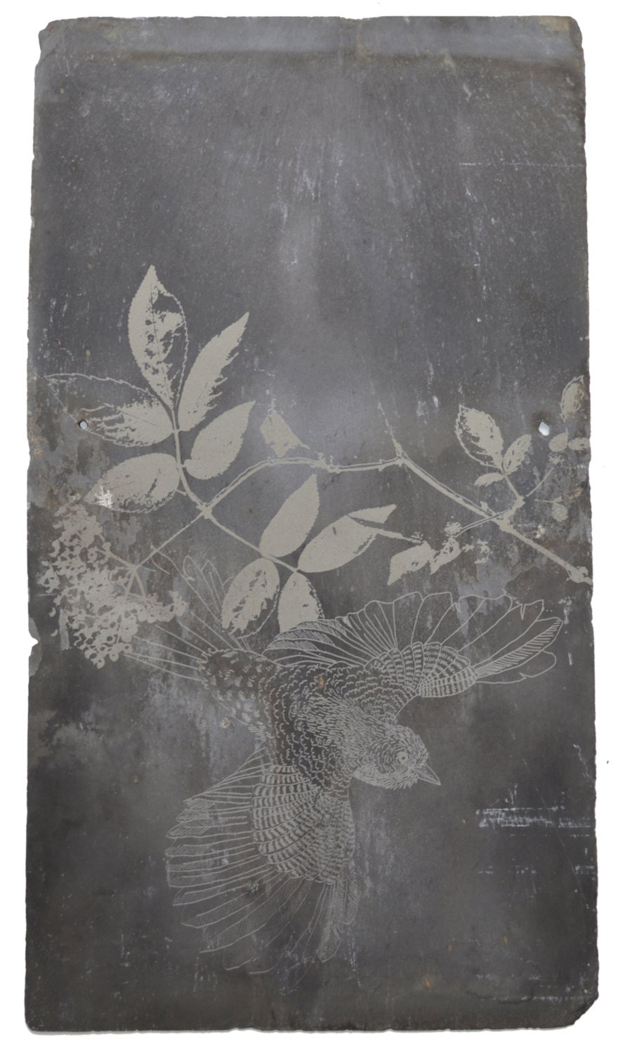 Reclaimed Welsh Slate Swooping Jay Design