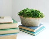 NEW- moss mound in aged terra cotta- preserved moss arrangement