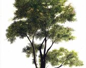 American Elm Tree Watercolor Painting
