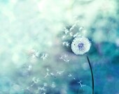 Dandelion photography botanical print 8x10 nature wall art teal lilac blue nursery art dreamy dandelion bokeh abstract
