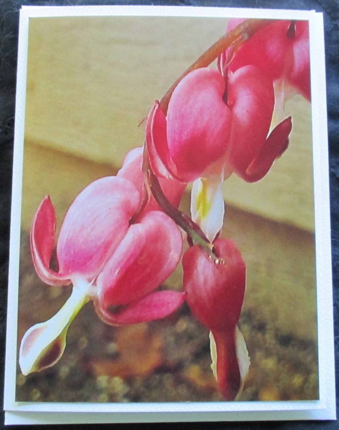 Bleeding Heart Flower photo note card