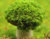 Take and Make Grass Fiber - Forest Green - 311-6304