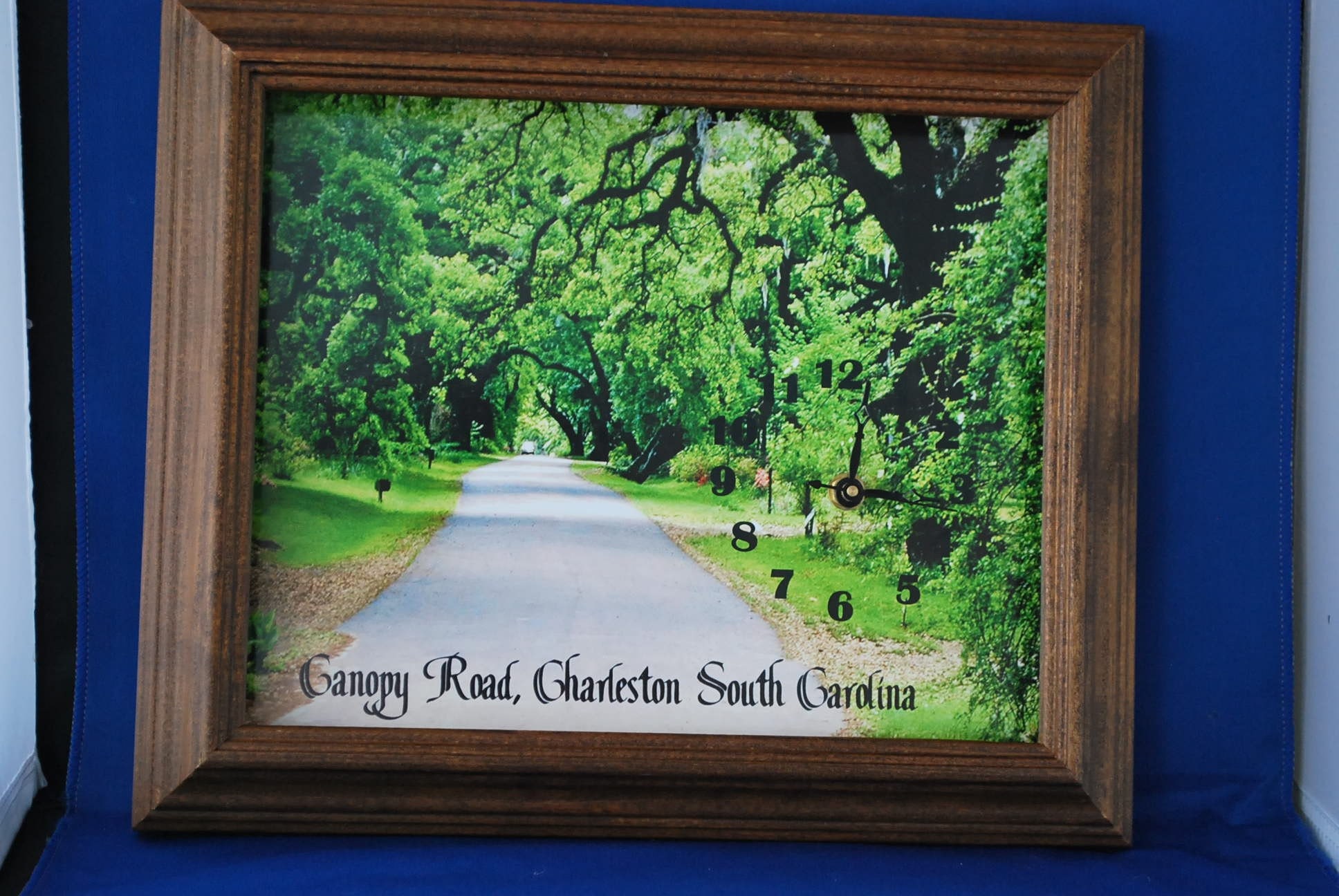 Southern Canopy Road South Carolina