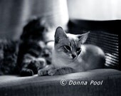 Original 5x7 Photo Sebastian and Snowflake 5