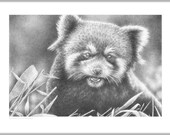 Wildlife Fine Art Giclee Print of a Red Panda