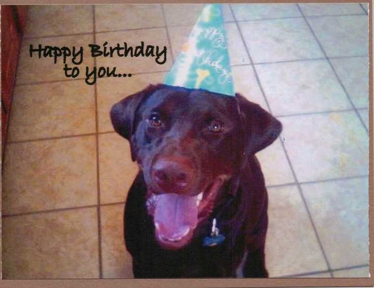 Happy Birthday to you Chocolate Lab Dog Handmade Greeting Card for Dog Lovers