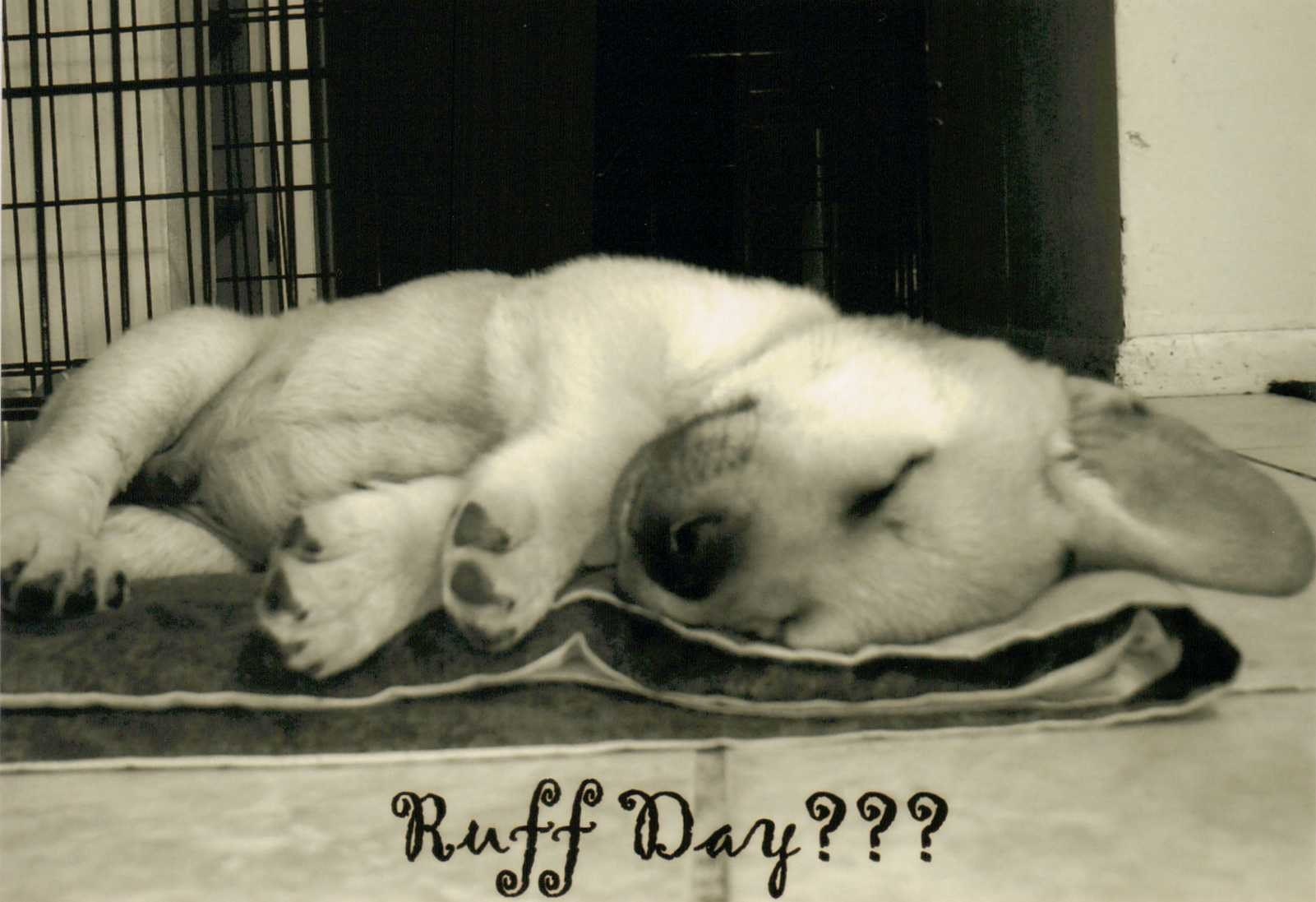 Sleeping Husky Lab Mix Puppy Handmade Greeting Card Ruff Day-Black and White