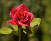 short stem red rose - paper flowers for gift, wedding, or home decor