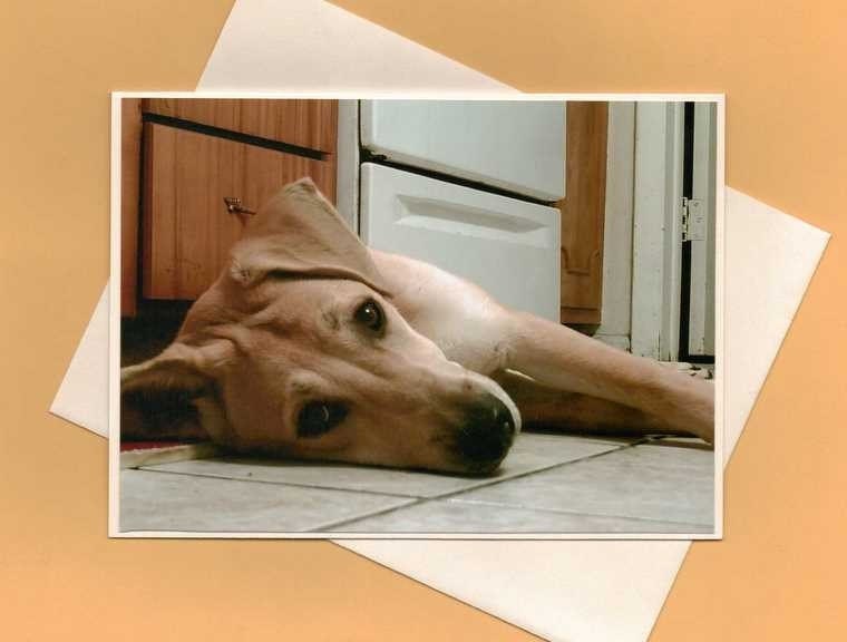 Husky Lab Mix Puppy Handmade Greeting Card for Dog Lovers