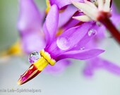 Shooting Star Forest Wildflower Gems of Rain