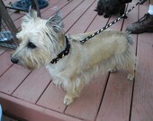 Halloween Candy Corn Leash