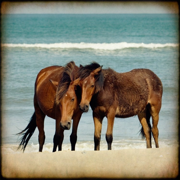 Wild Horses print beach ocean water free teal vacation summer art decor photograph  "Mare and Colt"  8x8 photograph  -