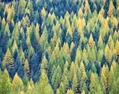 Autumn Tameracks