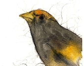 Evening Grosbeak - archival print of watercolor painting