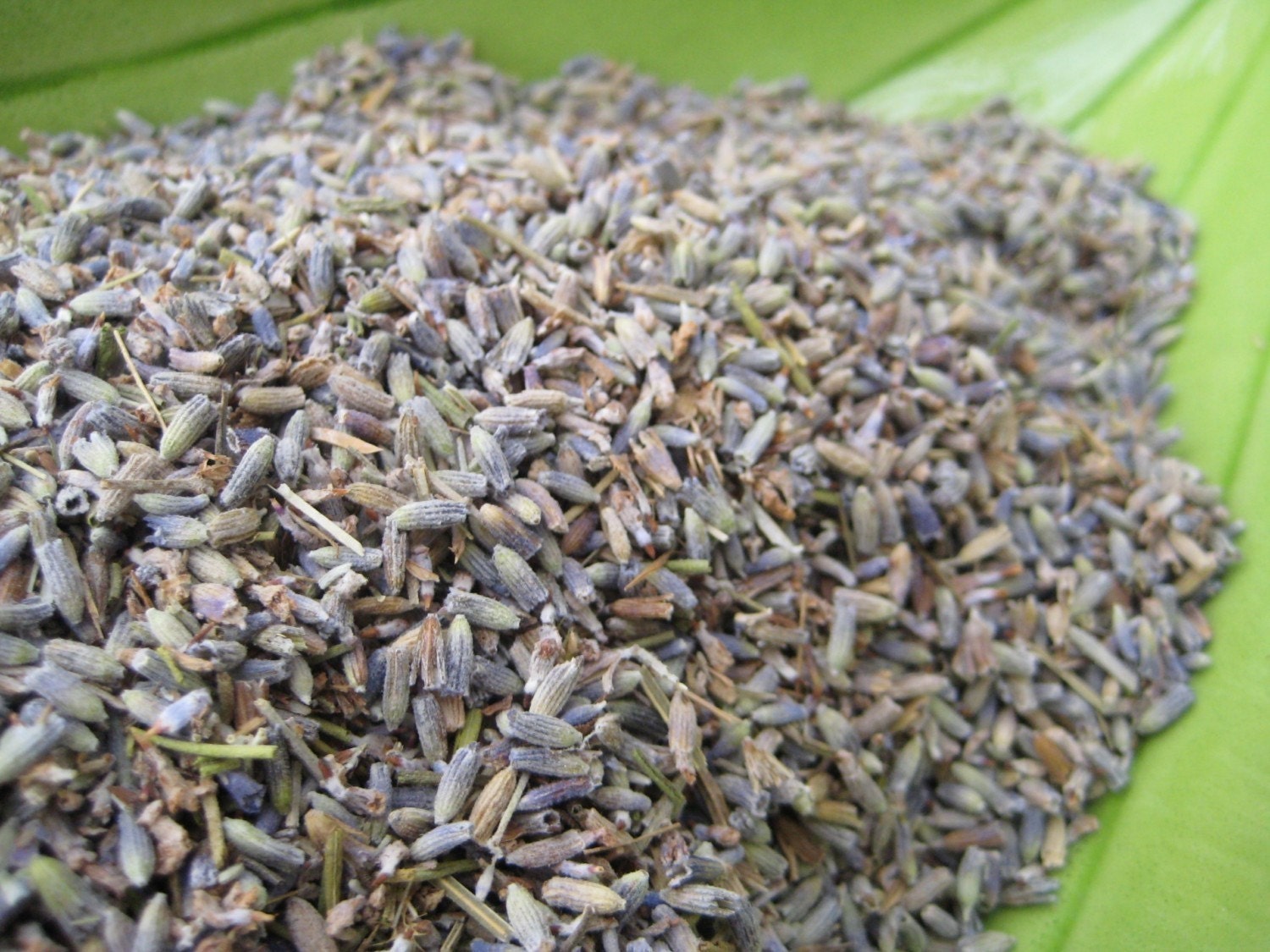 8oz - (Half Pound) Dried Lavender Buds from Provence