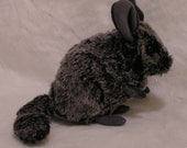 Fitzroy the Chinchilla