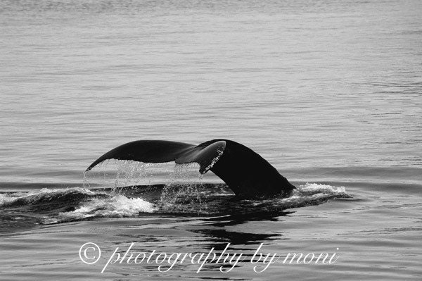 Whale 8x10 Black and White - I lend to KIVA.ORG