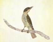 Thrush