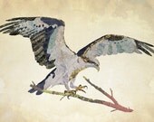 Osprey