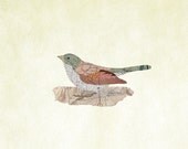 Junco Cinerus