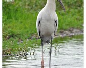 Wood Stork Greeting/Note Card