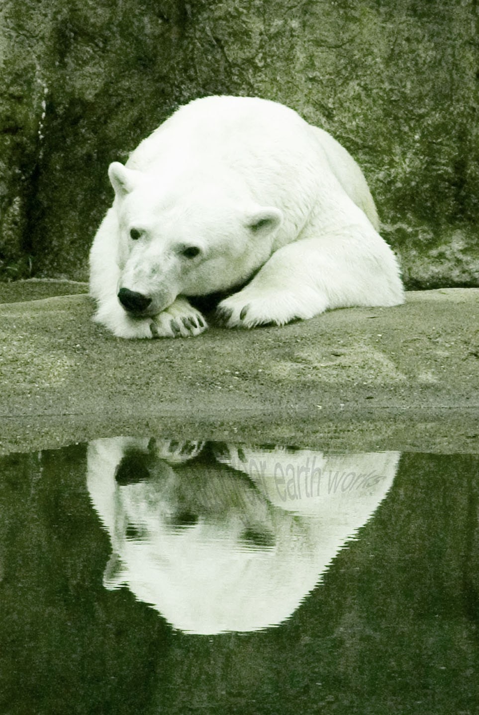 Isbjorn Nanuuq - Blank Greeting Card