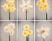 5x7 Photo Print Set - Flower Photography - Spring Flower Wall Art Prints - Nature Decor - Fine Art Photographs - "White & Yellow Daffodils"